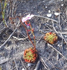 Drosera xerophila