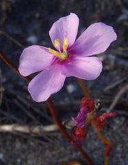 Drosera xerophila
