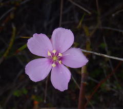 Drosera xerophila