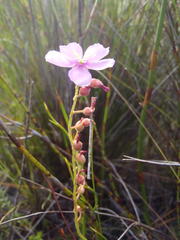 Drosera xerophila