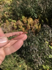 Aspilanta argentifera