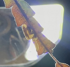 Aspilanta argentifera