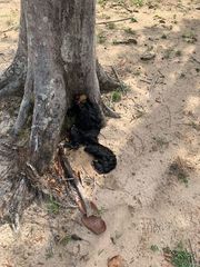 Pithecia chrysocephala