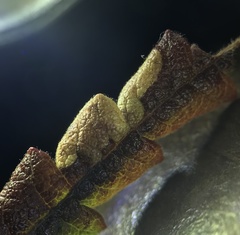 Aspilanta argentifera