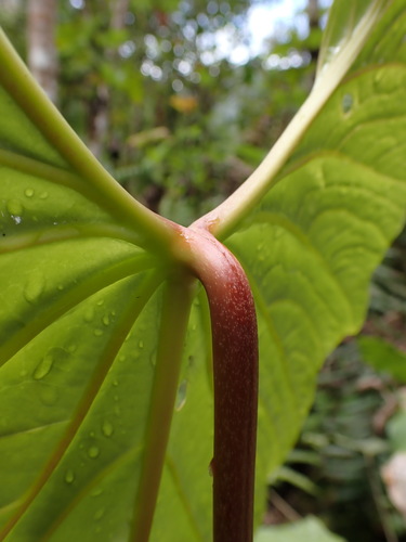 Anthurium nigrescens, photograph 1