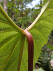 Anthurium nigrescens, photograph (c) Skjold Søndergaard, some rights reserved (CC BY)