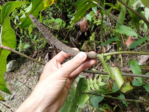 Anthurium nigrescens