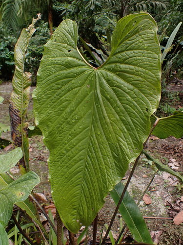 Anthurium nigrescens, photograph 2
