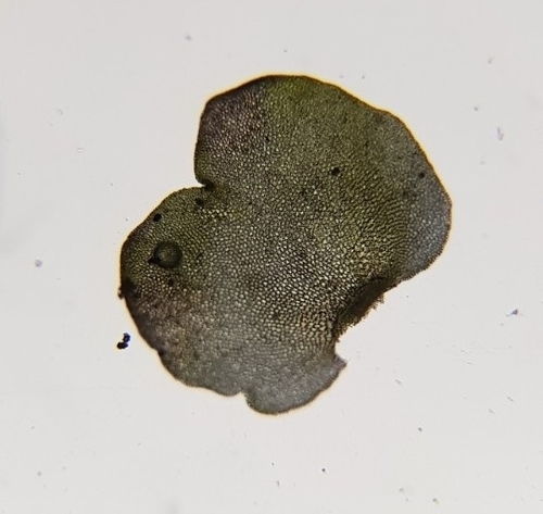 Image of Gymnocolea inflata by (c) Helen Waterman, some rights reserved (CC BY)