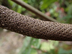 Anthurium nigrescens, photograph (c) Skjold Søndergaard, some rights reserved (CC BY)