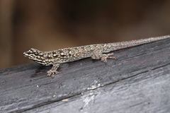 Lygodactylus