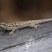 Lygodactylus kibera - Photo 由 Tom Bentley 所上傳的 (c) Tom Bentley，保留部份權利CC BY-NC-ND
