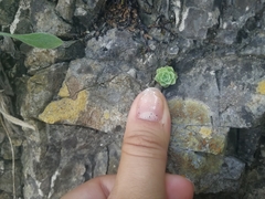 Sedum palmeri