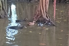 Aves