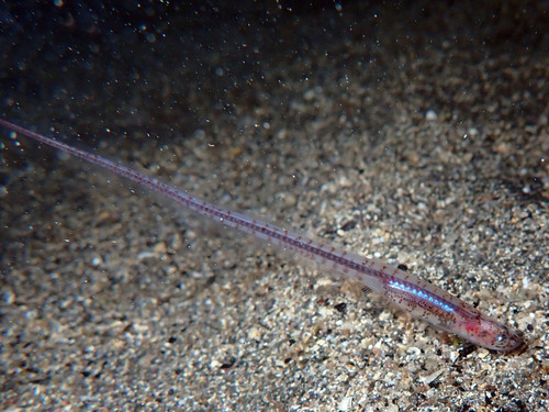Pearl fish (Carapus acus) — Carapidae