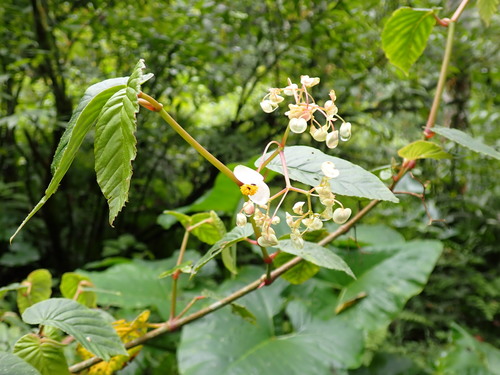 Begonia peruviana, photograph 5