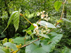 Skjold Søndergaard, CC BY, iNaturalist via GBIF Begonia peruviana, photograph Skjold Søndergaard, CC BY, iNaturalist via GBIF