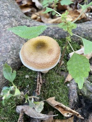 Armillaria mellea