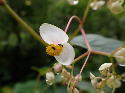 Begonia peruviana, photograph 6