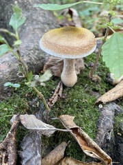 Armillaria mellea