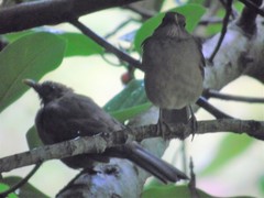 Turdus grayi