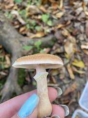 Armillaria mellea