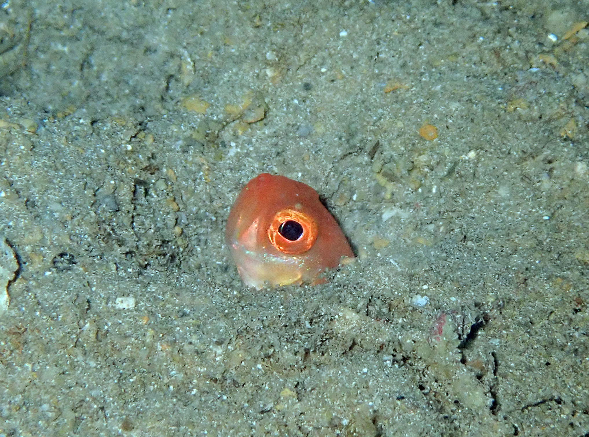 Bandfish Bandfish