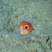 Red Snakefish - Photo (c) Sylvain Le Bris, some rights reserved (CC BY-NC), uploaded by Sylvain Le Bris