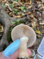 Armillaria mellea