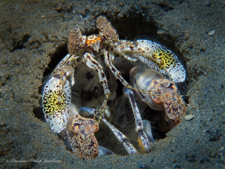 Reef Mantis Shrimp