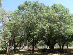 Searsia