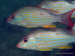 Lane Snapper photo 5
