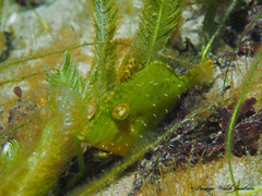 Monacanthus ciliatus