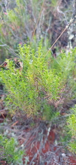 Selago eckloniana