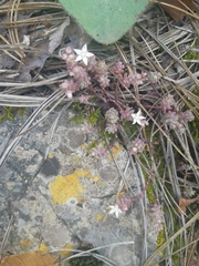 Sedum potosinum