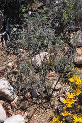 Indigofera obcordata