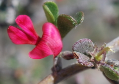 Indigofera obcordata