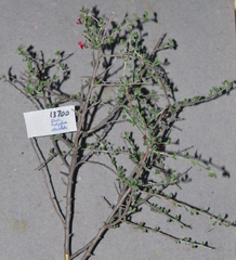 Indigofera obcordata