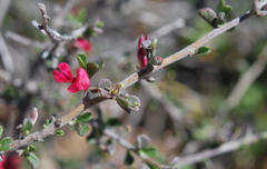 Indigofera obcordata