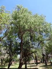 Searsia lancea