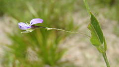 Psoralea asarina