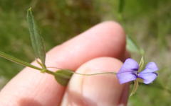 Psoralea asarina