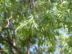 Searsia lancea