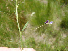 Psoralea asarina