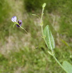 Psoralea asarina