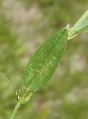Psoralea asarina