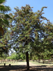 Grevillea robusta