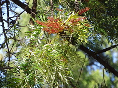 Grevillea robusta