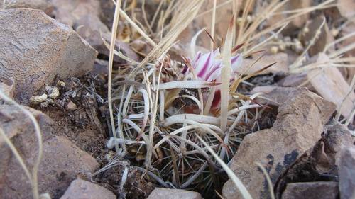 Stenocactus multicostatus