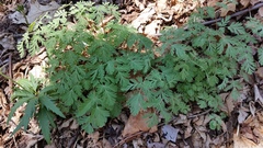 Dicentra cucullaria